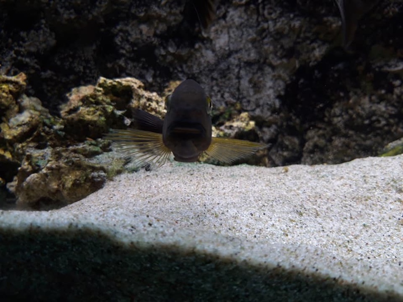 Tropheus sp. 'lukuga' Kalemie